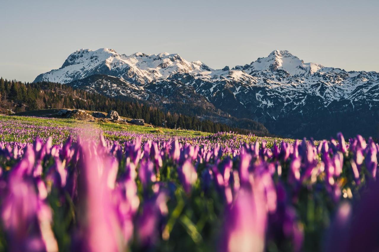 Koca Ojstrica - Velika Planina Villa Stahovica Exteriör bild